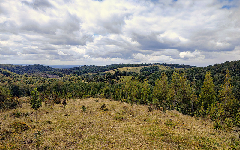 Lugar Tranquilo en la Naturaleza, Chiloé